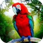 Jungle Parrot Simulator - try  icon