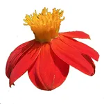 Northeast Mexico Wildflowers icon