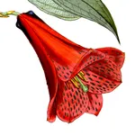 Chile Wildflowers icon