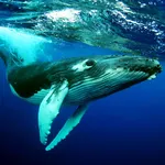 The Humpback Whales icon