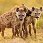 The Hyena icon