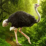 The Ostrich icon