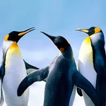 The Penguin icon