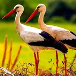 The White Stork icon