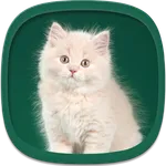 Cute Kittens Wallpapers icon