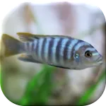 Tropical Aquarium LWP icon