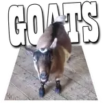 Screaming Goats Field icon
