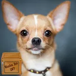 chihuahua dog wallpaper icon