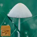 mushroom wallpaper icon