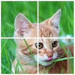 Cats Puzzle icon