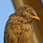 Birding Simplified icon