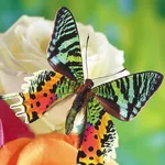 Butterflies Jigsaw Puzzles icon