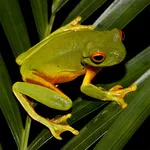 Frogs Jigsaw Puzzles icon