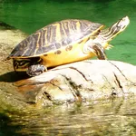 Turtles Jigsaw Puzzles icon