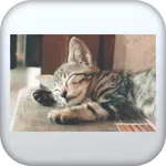 خلفيات لقط 4k لطيف icon