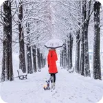 Snow Fall Wallpapers icon