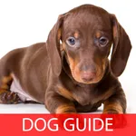 Dachshund 101 icon