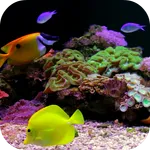 Coral Reef Aquarium Video FREE icon