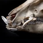 Boar.ai icon