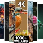 1000+ Video Wallpapers icon