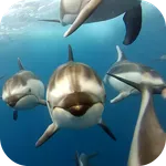 Dolphins Live Wallpaper icon