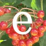 Vivid collection по непр. глаг icon