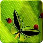 Friendly Bugs Live Wallpaper icon