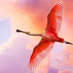 Flamingo Wallpaper icon