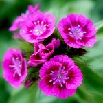 Flying flowers icon