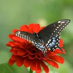 خلفيات فراشات 2017 icon