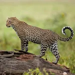 Leopard Wallpapers icon