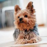 Yorkshire Terrier icon