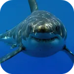 White Shark HD Video Wallpaper icon