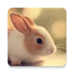 Cute Animals Pictures & Videos icon