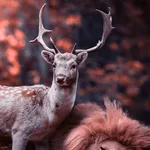 Deer Wallpaper icon