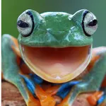 Frog Wallpaper icon