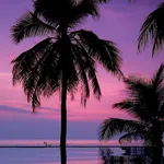 Palm Tree Wallpapers icon