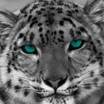 Snow Leopard Wallpapers icon