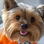 Yorkshire terrier Wallpapers icon