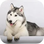 Husky licks glass Video LWP icon