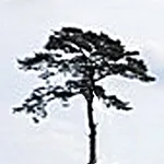 Tree Spotter icon