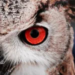 Owl Wallpaper icon