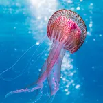 Marine Life Wallpapers icon