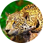 Deep into The Wild HD icon