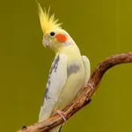 Appp.io - Cockatiel Sounds icon