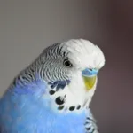 Appp.io - Parakeet Sounds icon