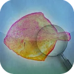 Fishbook icon