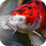 Japanese Koi Fish Wallpaper icon