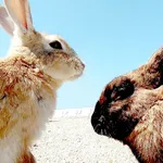 Rabbits Island Guide icon