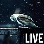 Live Owl Wallpaper icon